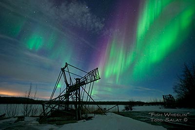I caught lots of green auroras but threw most of them back after feasting my eyes on these rare pink northern lights splashing in the fish basket.