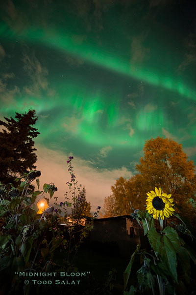 Brilliant fast-moving auroras erupt over sunflowers in our Anchorage backyard garden on September 19, 2015 at 11:11 pm.  